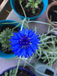 2 blue flower close up
